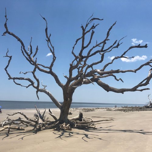 A gnarled, leafless tree stands on a sandy beach against a clear blue sky, with the ocean in the background.