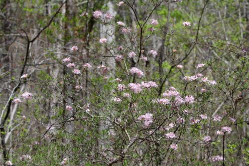 A cluster of pink flowers blooms on a bush in a wooded area, surrounded by green foliage and trees.