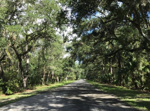 A serene, tree-lined road surrounded by lush greenery and dappled sunlight filtering through the leaves.