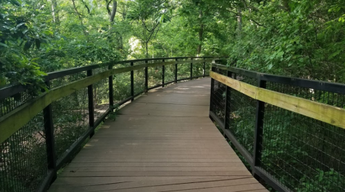 A wooden boardwalk winds through a lush green forest, surrounded by trees and foliage.
