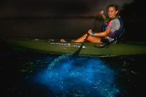 A person kayaking at night, surrounded by glowing blue bioluminescence in the water.