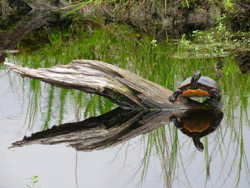 A turtle rests on a log above calm water, with its reflection visible and greenery in the background.