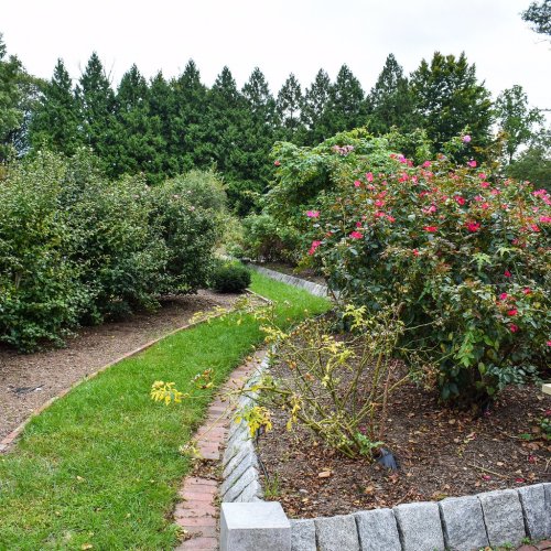 A winding garden path bordered by lush greenery and blooming rose bushes under a cloudy sky.