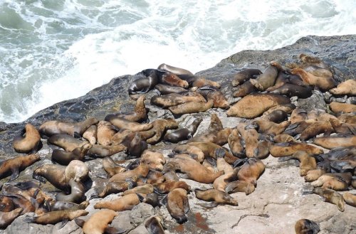 A large group of sea lions resting on rocky shore, with ocean waves crashing in the background.