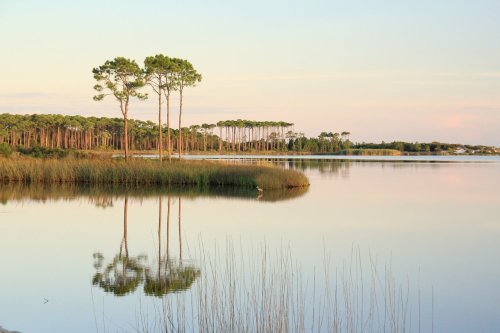 Serene lake scene with tall pine trees and gentle reflections on calm water, surrounded by lush greenery.