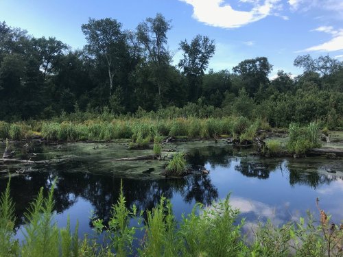 Lush wetland scene with tall grasses, trees, and a reflective pond under a blue sky with scattered clouds.