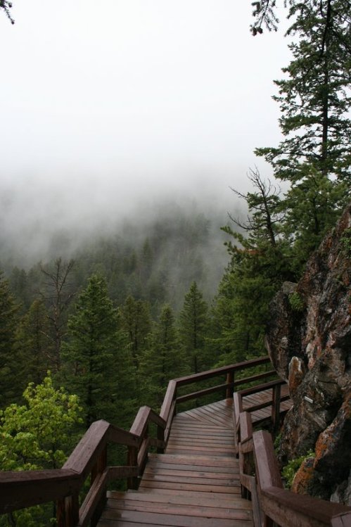 A wooden staircase winds down through a misty forest, surrounded by tall green trees and fog.