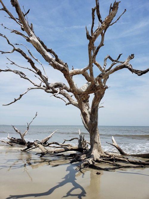 A weathered, leafless tree stands on a sandy beach, casting a long shadow against the ocean and blue sky.