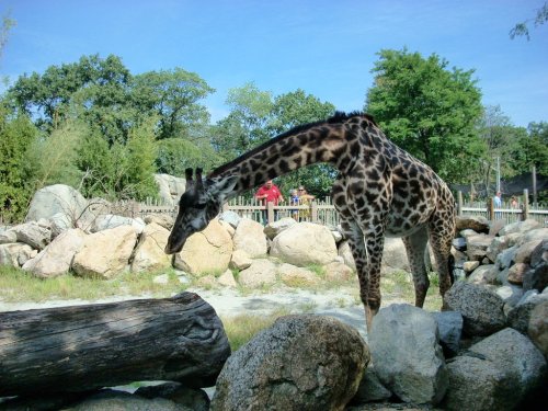 A giraffe stands near rocks and logs in a zoo, with trees and visitors in the background under a clear blue sky.