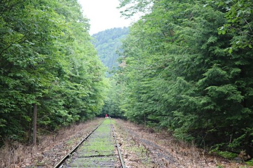 A narrow, overgrown railway track stretches through a dense green forest, with mountains visible in the background.