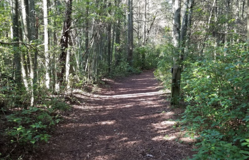 A winding dirt path through a lush, green forest with tall trees and sunlight filtering through the leaves.