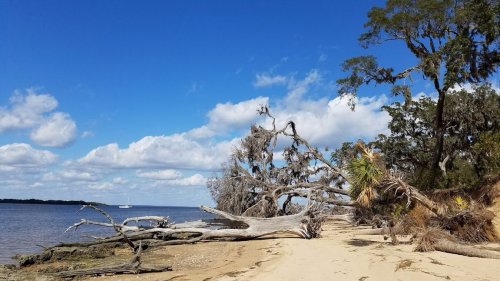 A sandy beach with fallen trees, lush greenery, and a calm waterway under a blue sky with scattered clouds.