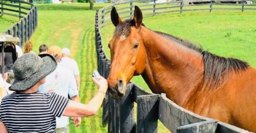 A person in a hat offers food to a horse at a farm, with a group of people walking in the background.