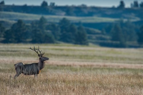 A deer with antlers stands in a grassy field, surrounded by rolling hills and trees in the background.