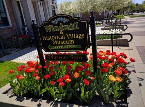 Sign for Windmill & Historical Village Museum with colorful tulips in bloom in front.