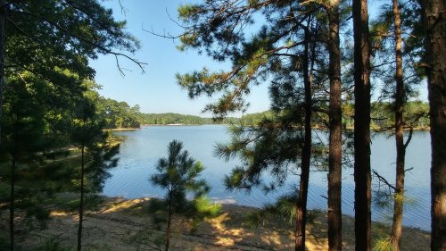 A serene lake surrounded by tall pine trees under a clear blue sky.