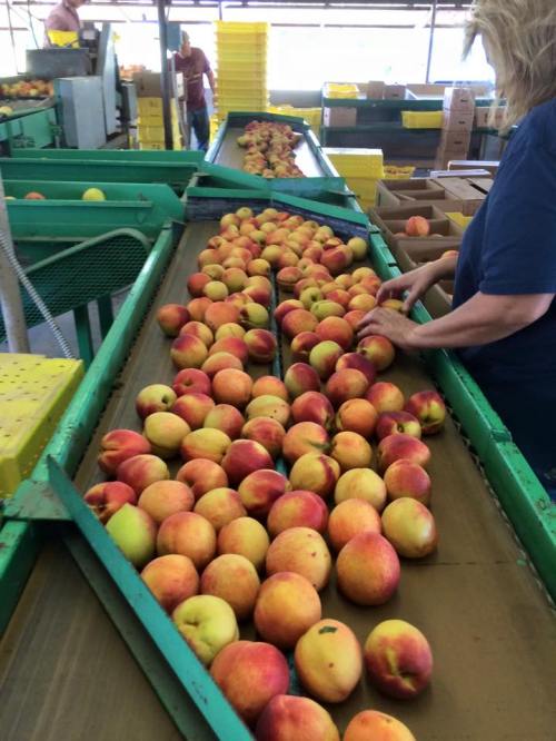 A conveyor belt filled with freshly picked peaches, with a person sorting them in a packing facility.