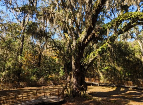 A large, moss-covered tree stands in a forest with a wooden walkway winding through the underbrush.