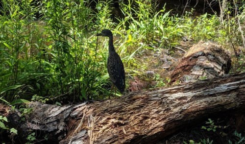 A bird stands on a log surrounded by lush green vegetation in a natural setting.