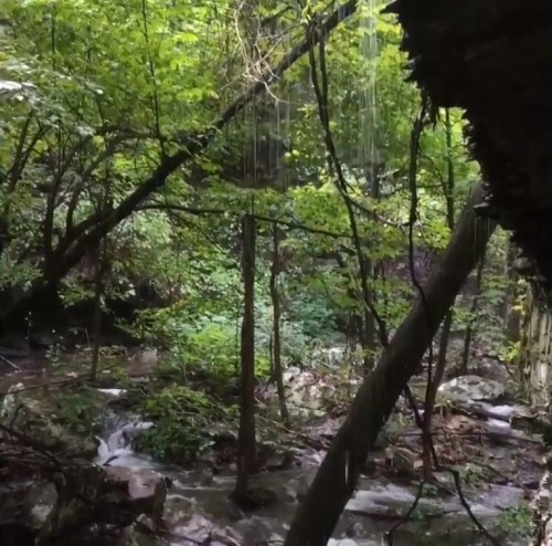Lush green forest with trees, a small stream, and gentle water droplets falling in a serene natural setting.