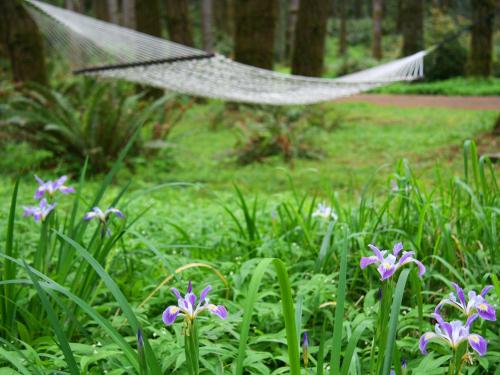 A serene forest scene featuring purple flowers in the foreground and a hammock hanging between trees in the background.