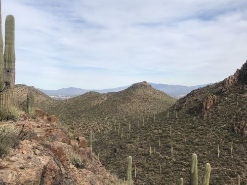 A scenic view of rolling hills covered in cacti under a cloudy sky, with distant mountains in the background.