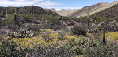 Desert landscape with cacti and wildflowers, surrounded by mountains under a partly cloudy sky.