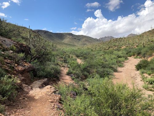 A desert landscape with a winding dirt path, surrounded by green shrubs and cacti under a partly cloudy sky.