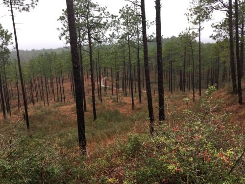 A misty forest scene with tall pine trees and a winding path through underbrush and shrubs.