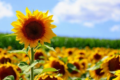 A vibrant sunflower stands tall in a field of sunflowers under a blue sky with fluffy clouds.