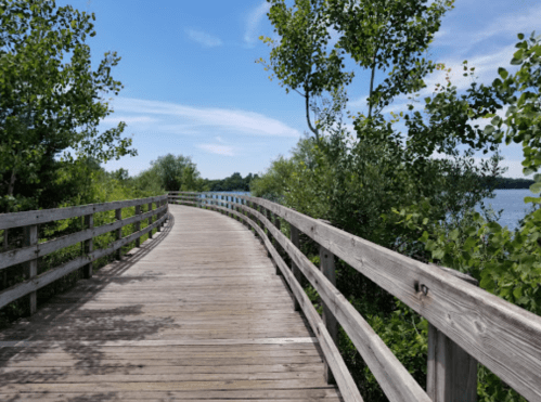 A wooden boardwalk curves through lush greenery beside a calm body of water under a clear blue sky.