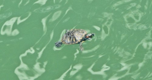 A turtle swims in green water, its shell glistening under the sunlight.