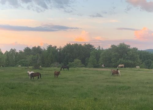 A serene landscape with horses grazing in a green field under a colorful sunset sky.