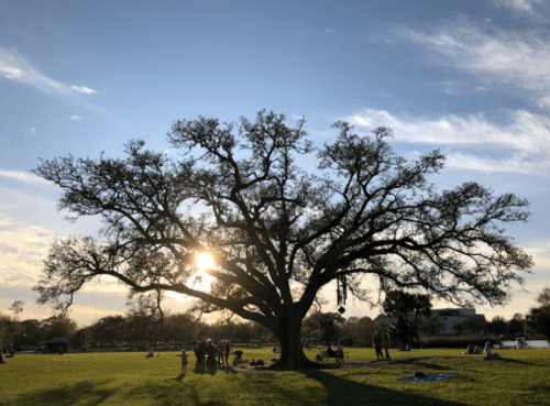 A large tree silhouetted against a sunset, with people gathered on the grass below in a park setting.
