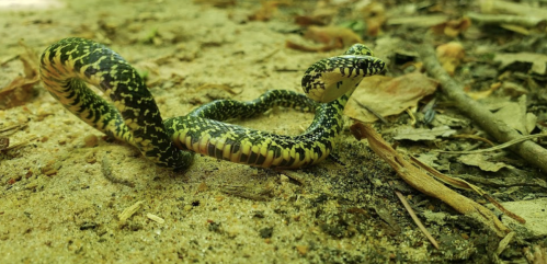 A colorful snake with green and yellow patterns slithering on the ground among leaves and dirt.
