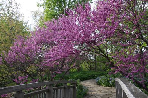A serene garden path lined with vibrant pink flowering trees and lush greenery, leading to a wooden bridge.