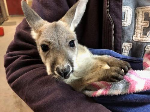 A person holds a young kangaroo wrapped in a blanket, looking curiously at the camera.