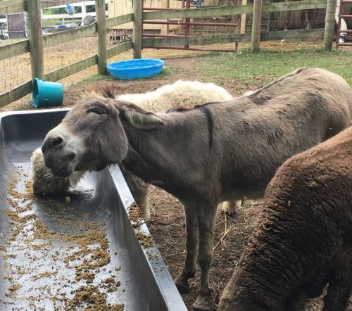 A donkey eating from a trough in a farmyard, with sheep nearby and a blue water bowl in the background.