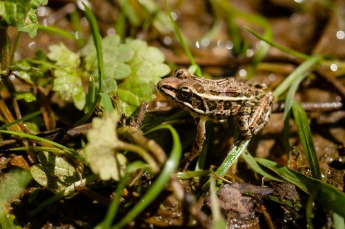 A small frog with brown and tan stripes sits among green grass and wet soil.