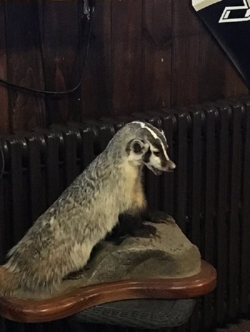 A mounted badger on a wooden base, positioned against a dark wooden wall and a radiator.