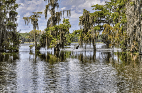 A serene wetland scene with cypress trees draped in Spanish moss, reflecting in calm waters under a cloudy sky.