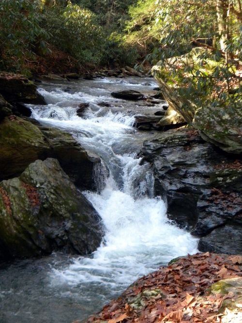 A serene stream flows over rocks, surrounded by lush greenery and fallen leaves in a tranquil forest setting.