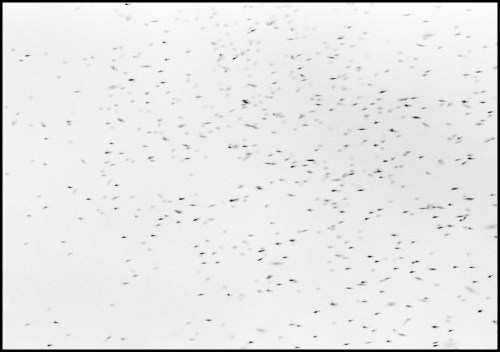 A flock of small birds scattered across a cloudy sky, creating a dynamic, abstract pattern.