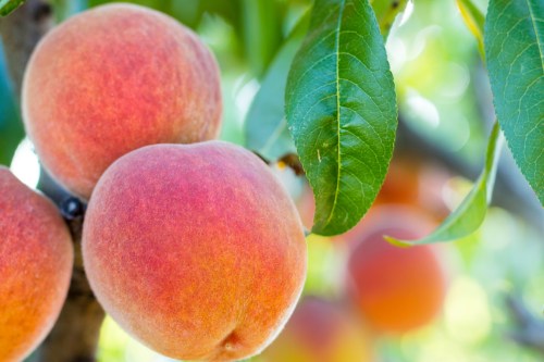 Close-up of ripe peaches on a tree branch, surrounded by green leaves and soft sunlight.