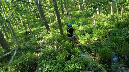 A person zip-lining through a lush green forest, surrounded by trees and underbrush.