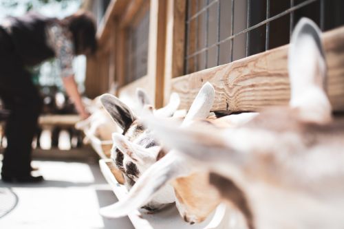 A close-up of goats eating from a trough, with a person blurred in the background tending to them.