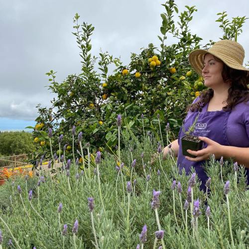 A woman in a straw hat holds a plant, surrounded by lavender and lemon trees under a cloudy sky.