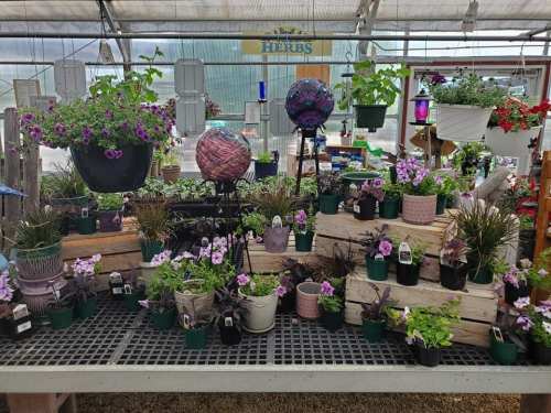 A vibrant greenhouse display featuring various potted plants and flowers, including purple blooms and decorative globes.