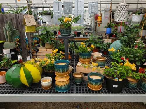 A variety of colorful potted plants and decorative pots displayed on a table in a greenhouse.