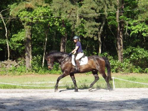A rider in a helmet and shirt rides a brown horse in a sandy arena surrounded by trees.